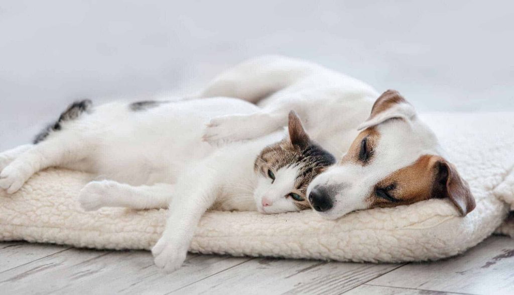 les chats et les chiens ensemble