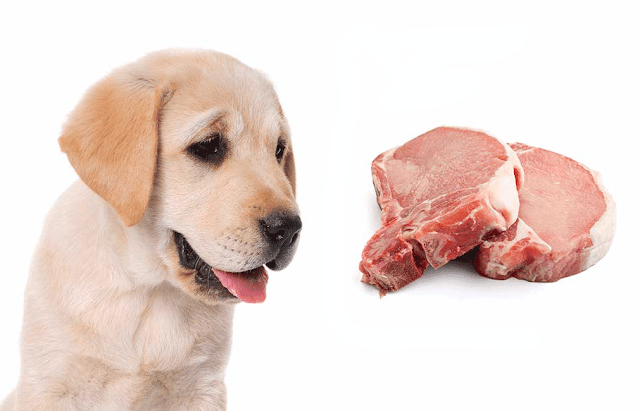 Chien-viande-crue