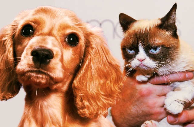 Grimace de chiens et chats