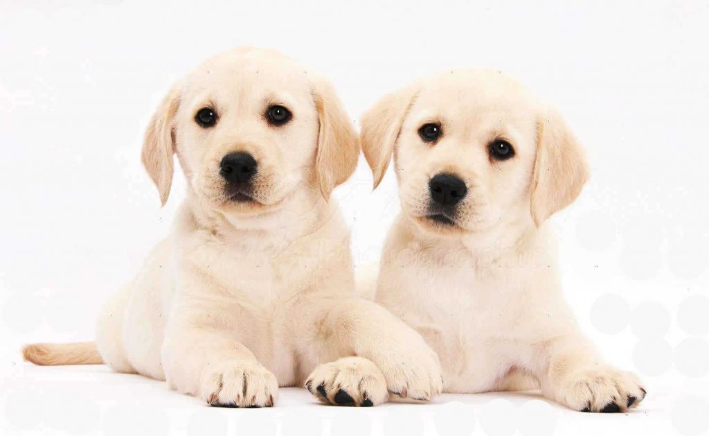 Labrador-retriever-chiot