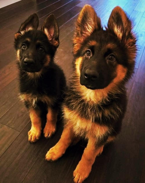 Deux chiots de Berger Allemand