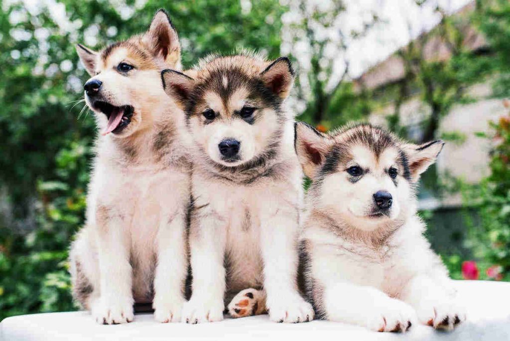 alaskan-malamute-chiot