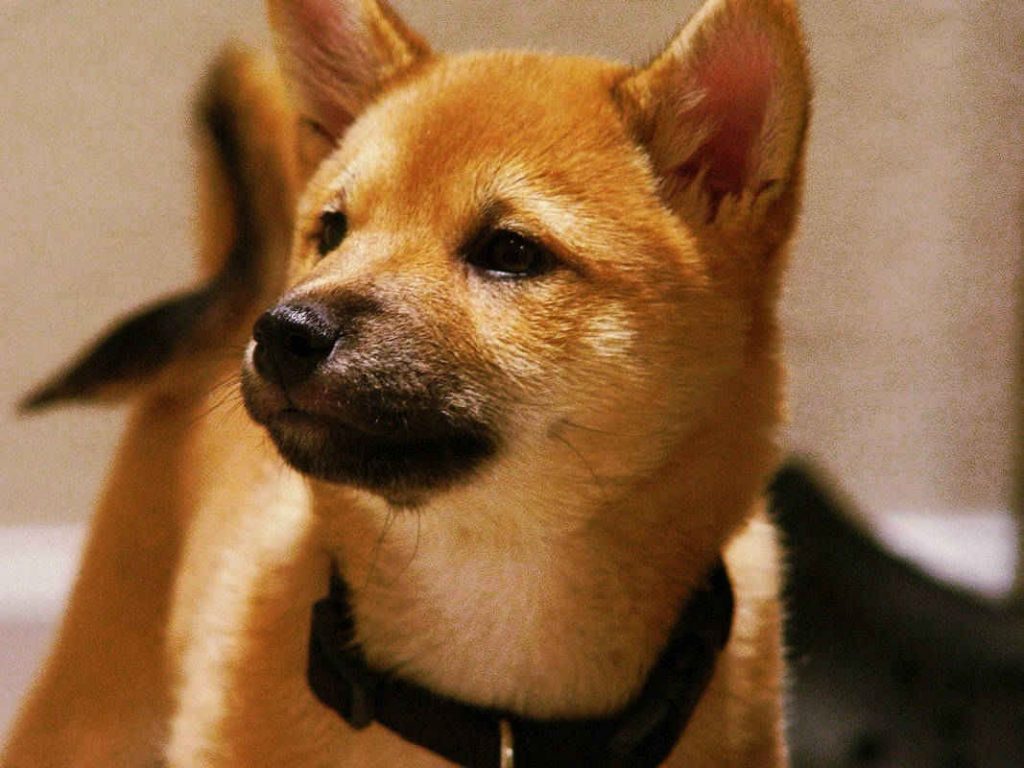 chiot-de-Shina-Inu