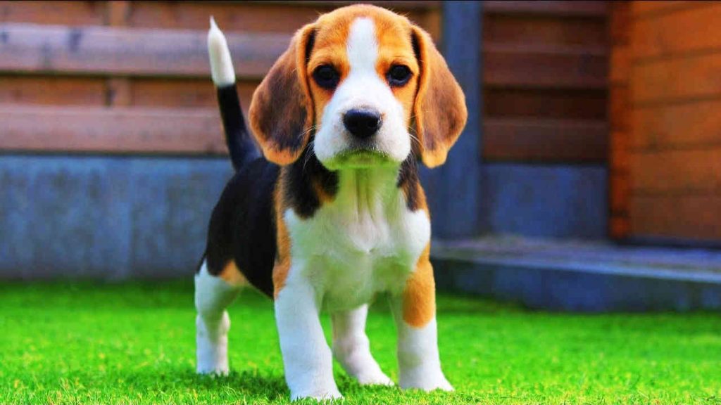 beagle