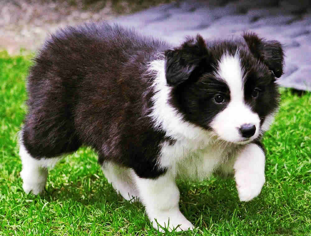 petit-chien-de-Border-Collie