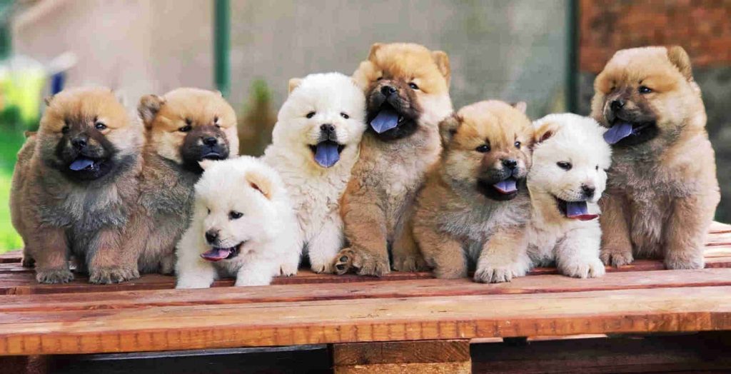 chiot-chow-chow
