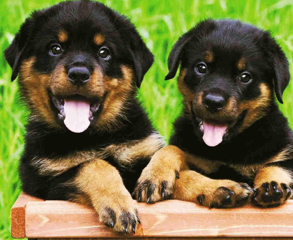 Rottweiler-petit-chien