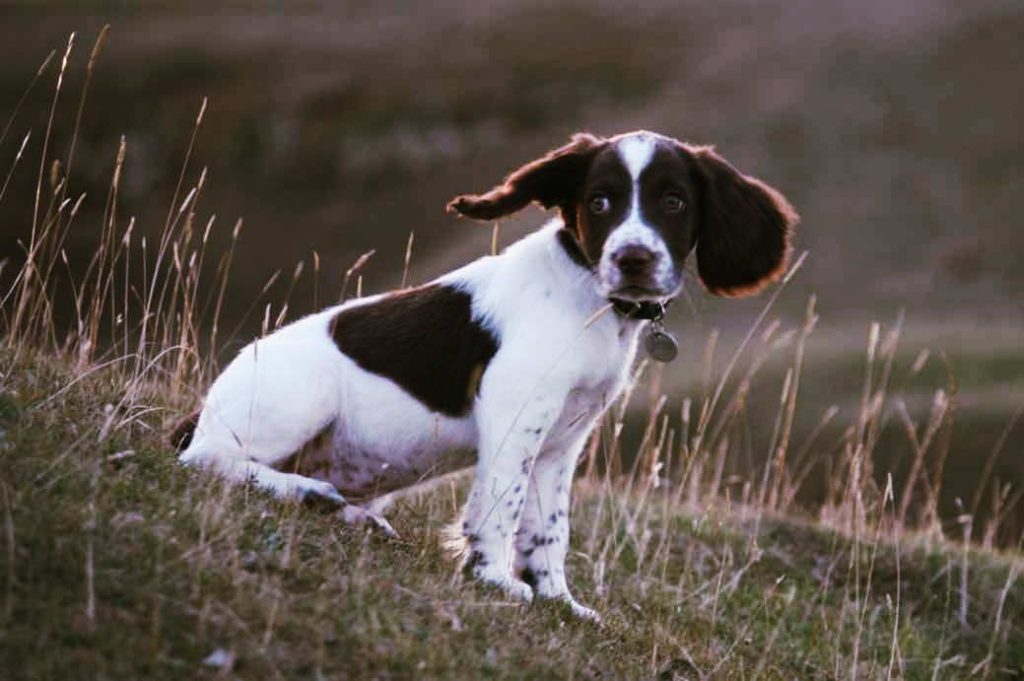 chiot-Épagneul-Springer-