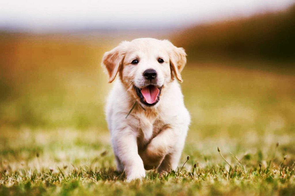 Petit-chiot-Golden-Retriever