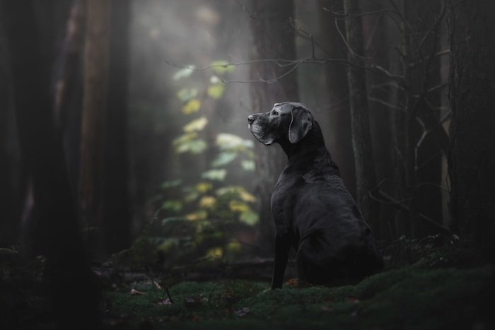 Chien dans une forêt sombre