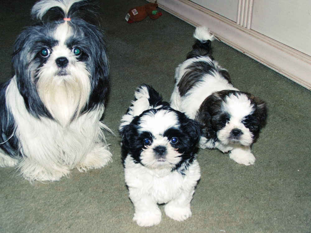 trois-petits-Chiot-Shet-Tzu