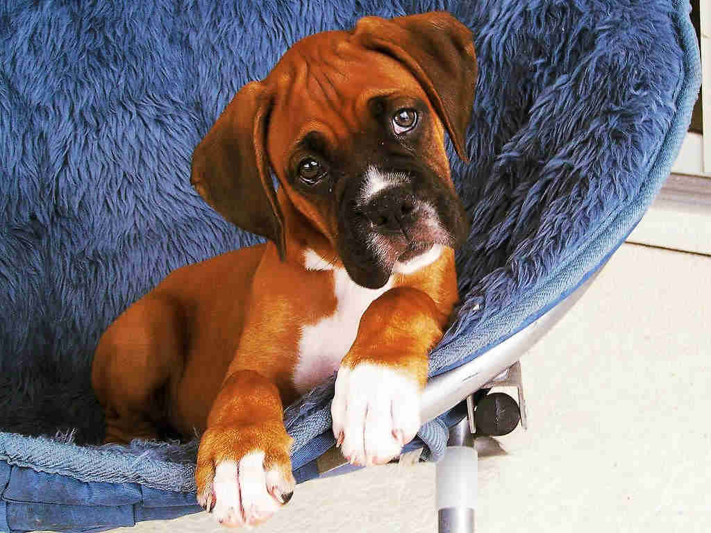 petit-chien-boxer